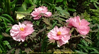 DSC00407.JPG