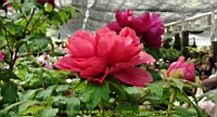 DSC00408.JPG