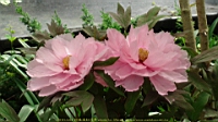 DSC00409.JPG