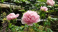 DSC00417.JPG