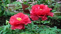 DSC00431.JPG