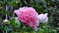 DSC00434.JPG