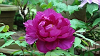DSC00439.JPG