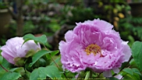 DSC00441.JPG