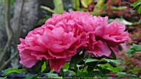 DSC00442.JPG