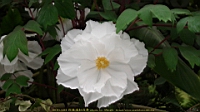 DSC00447.JPG