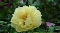 DSC00454.JPG