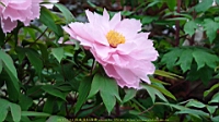 DSC00456.JPG