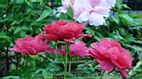 DSC00459.JPG