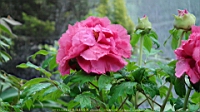 DSC00460.JPG