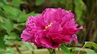 DSC00466.JPG
