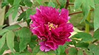 DSC00467.JPG