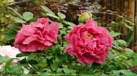 DSC00469.JPG