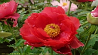 DSC00473.JPG