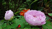 DSC00474.JPG