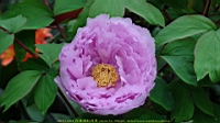 DSC00476.JPG