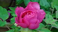 DSC00477.JPG