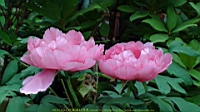 DSC00479.JPG