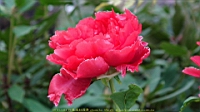 DSC00483.JPG
