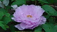 DSC00484.JPG