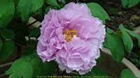 DSC00485.JPG