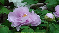 DSC00486.JPG