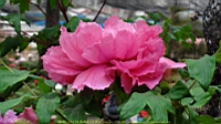 DSC00487.JPG