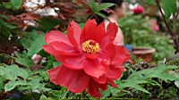 DSC00488.JPG