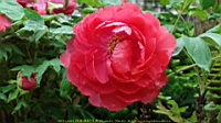 DSC00489.JPG