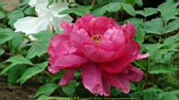DSC00491.JPG