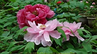 DSC00492.JPG