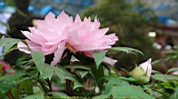 DSC00496.JPG