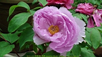 DSC00497.JPG