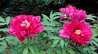 DSC00498.JPG