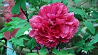 DSC00499.JPG