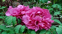 DSC00500.JPG