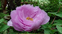 DSC00501.JPG