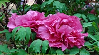 DSC00505.JPG