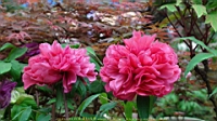 DSC00506.JPG