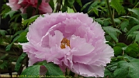 DSC00517.JPG