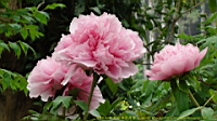 DSC00518.JPG