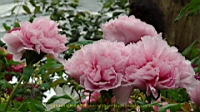 DSC00519.JPG