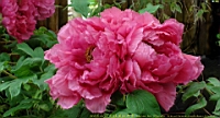DSC00521.JPG
