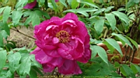 DSC00522.JPG