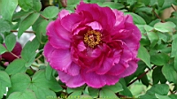 DSC00526.JPG