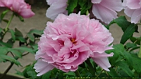DSC00527.JPG