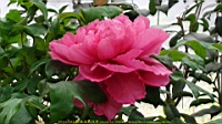 DSC00528.JPG