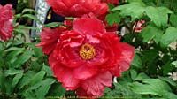 DSC00529.JPG