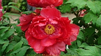 DSC00531.JPG