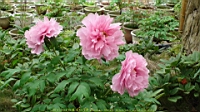 DSC00534.JPG